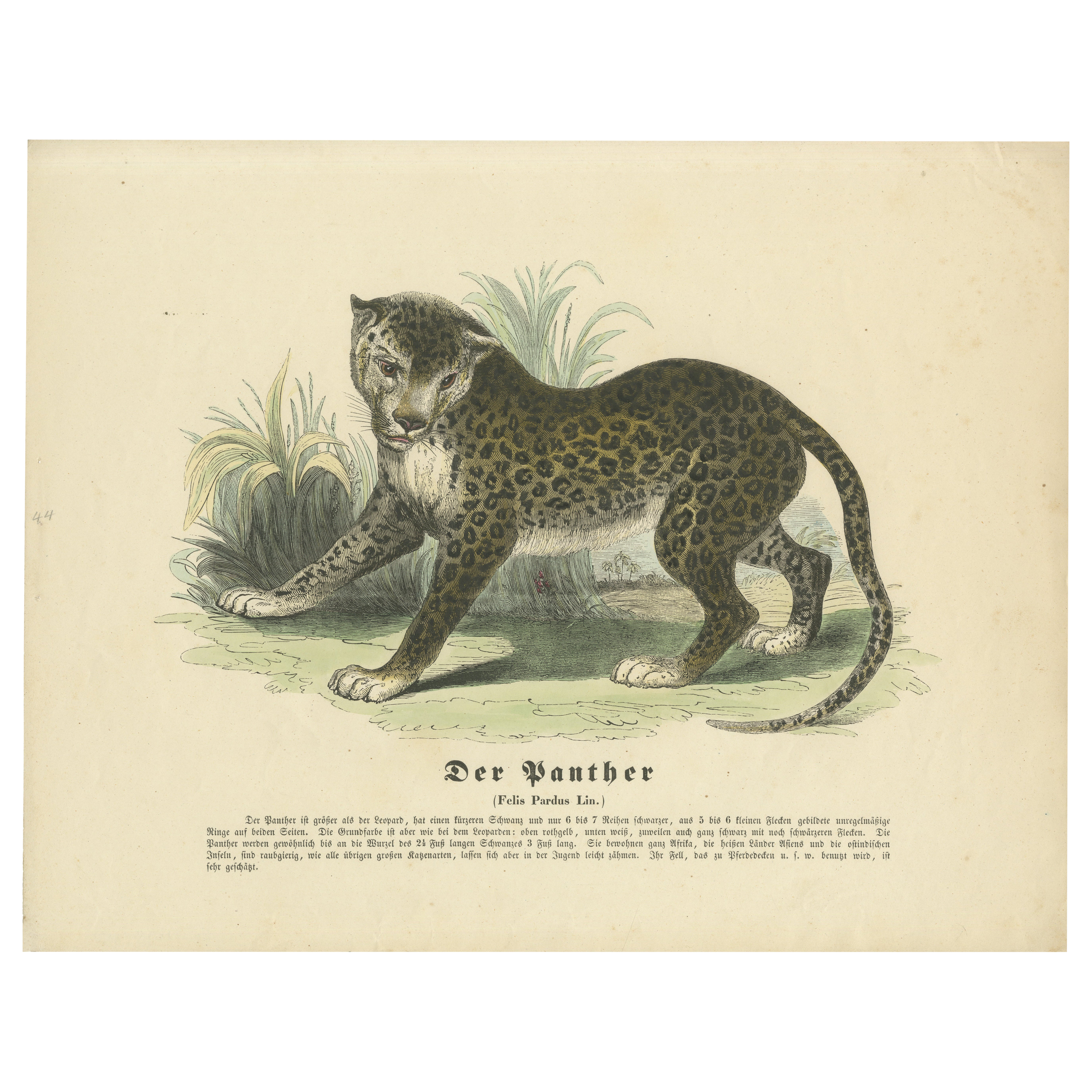 Der Panther (La pantera) - Grabado zoológico coloreado a mano, circa 1840