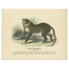 Der Panther (La pantera) - Grabado zoológico coloreado a mano, circa 1840