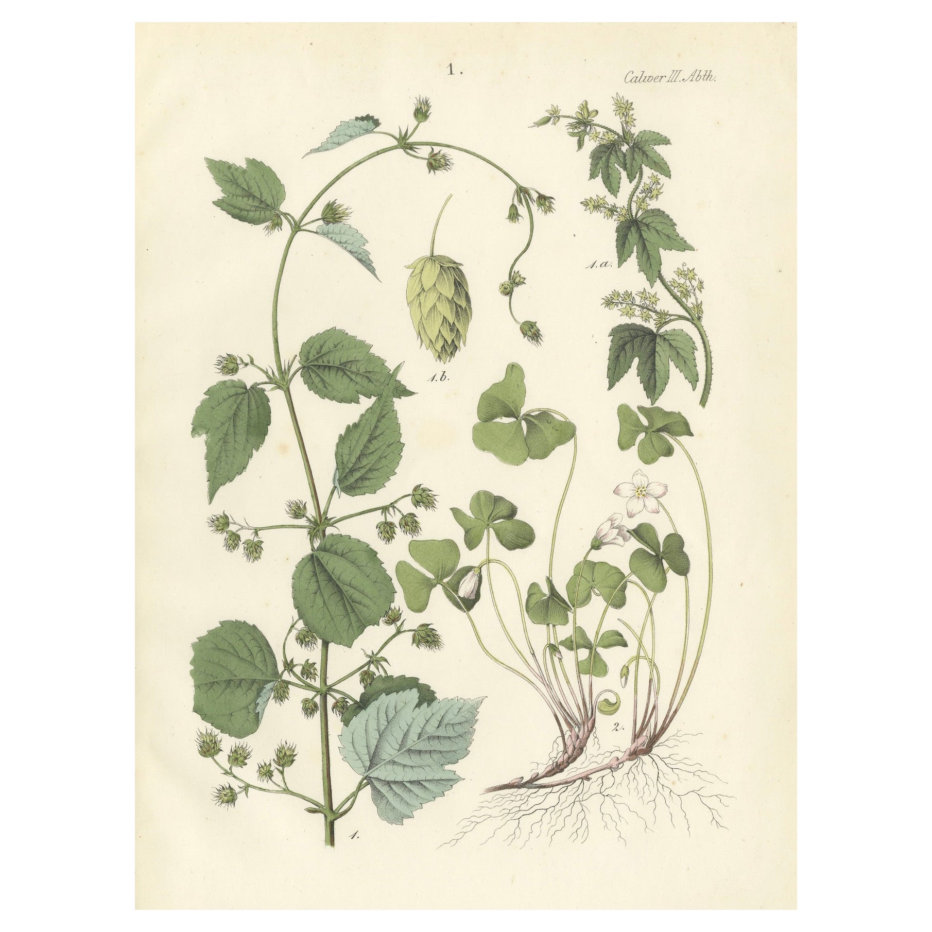 Botanical Lithograph of Hops and Wood Sorrel, Calwer, Deutschlands Pflanzen 1854