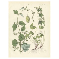 Botanicale Lithographie von Hops und Holzsorrel, Kalb, Deutschlandsblumen, Deutschlands Pflanzen 1854