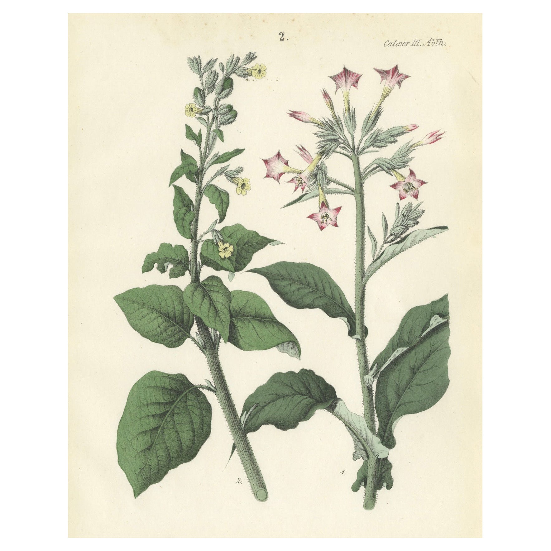 Hand-Colored Botanical Litho of Nicotiana Tabacum and Nicotiana Rustica, 1854 For Sale