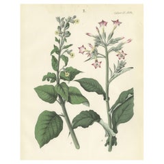 Handkolorierte botanische Lithographie von Nicotiana Tabacum und Nicotiana Rustica, 1854