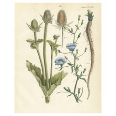 Hand-Colored Botanical Lithograph of Teasel and Chicory, Calwer, 1854