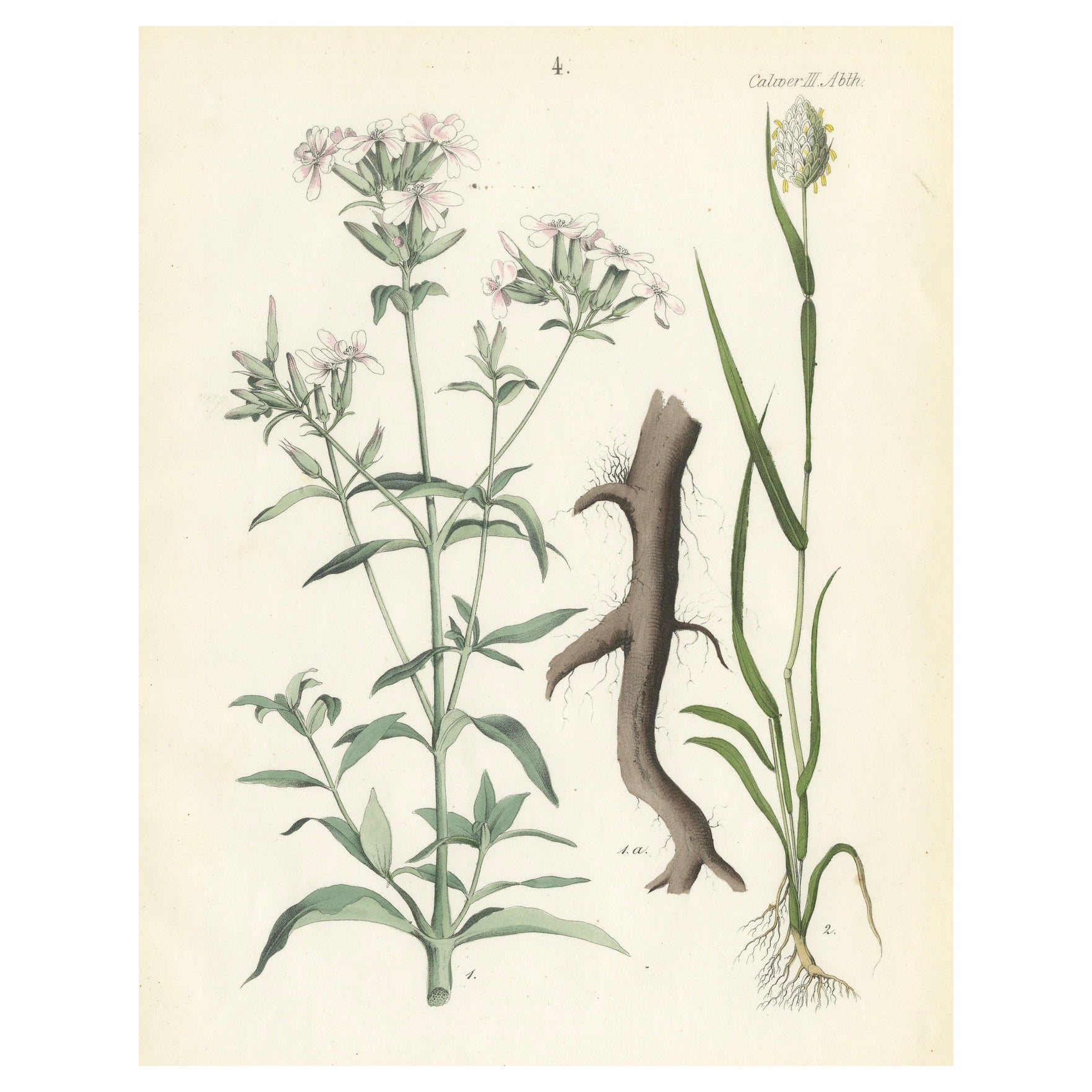 Handkolorierte botanische Lithographie von Seifenwort und gelbem Asphodel, Calwer, 1854