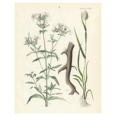 Litografía botánica coloreada a mano de Soapwort y Asphodel amarillo, Calwer, 1854