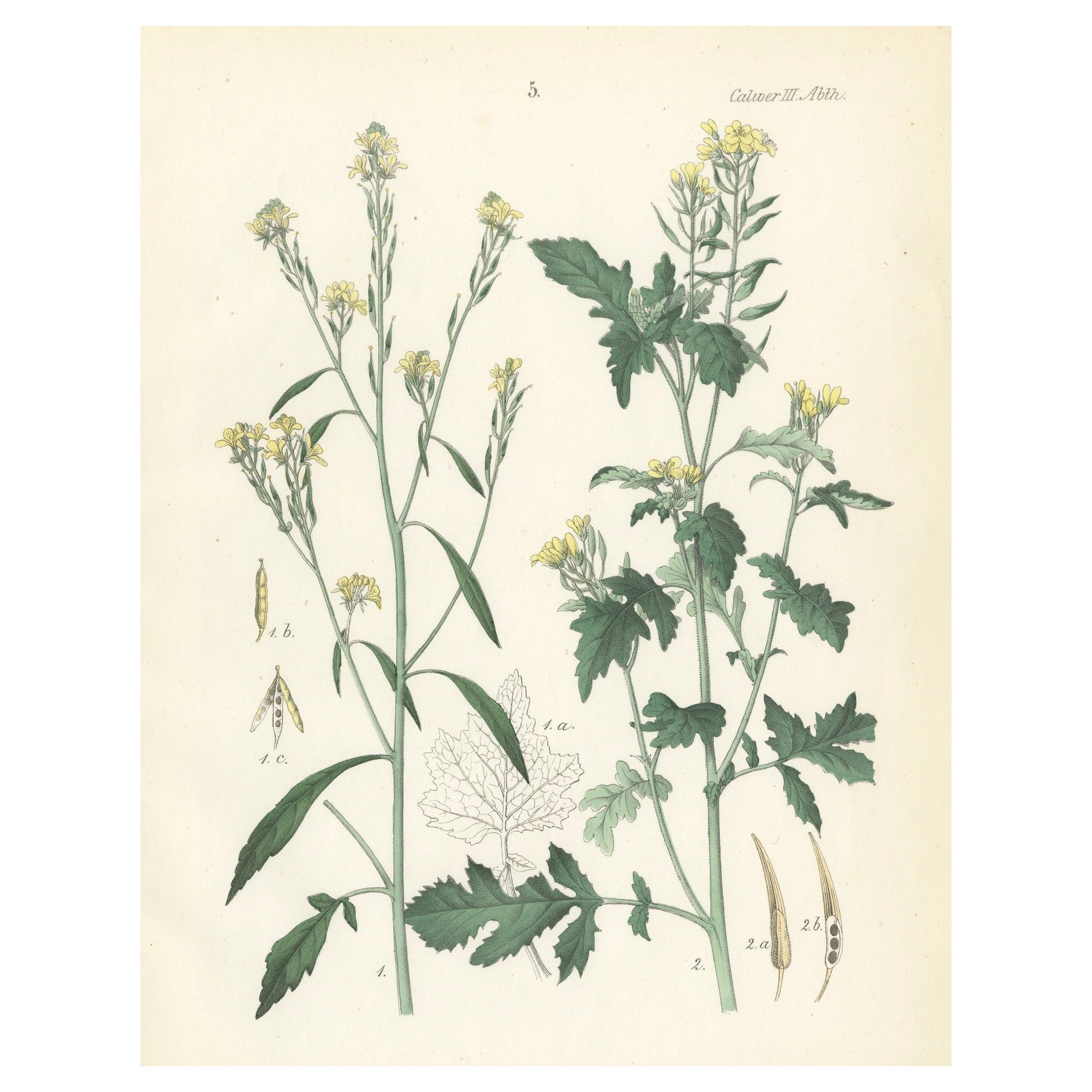 Handkolorierte botanische Lithographie eines Wildschwein- und Charlocks aus Senf, Calwer, 1854