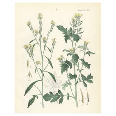 Hand-Colored Botanical Lithograph of Wild Mustard and Charlock, Calwer, 1854