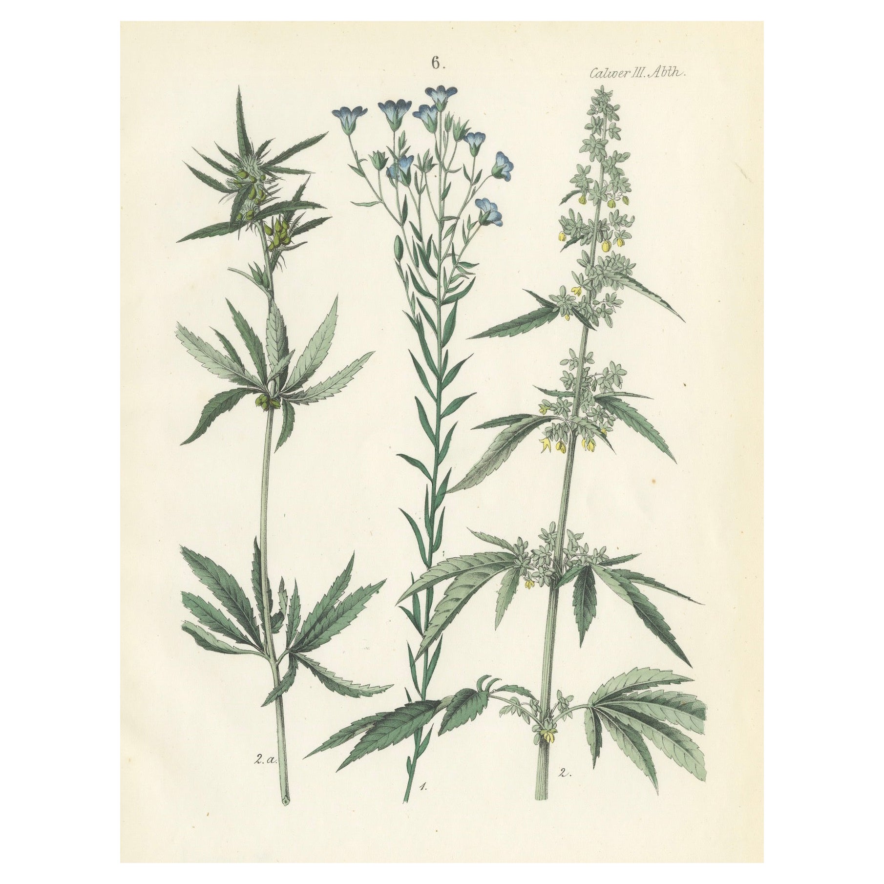 Handkolorierte botanische Lithographie von Saum, Flax und Horehound, Calwer, 1854