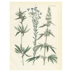 Antique Hand-Colored Botanical Lithograph of Hemp, Flax, and Horehound, Calwer, 1854