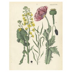 Hand-Colored Botanical Lithograph of Rapeseed and Poppy, Calwer, 1854