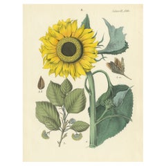 Hand-Colored Botanical Lithograph of Sunflower and Linden Tree, Calwer, 1854