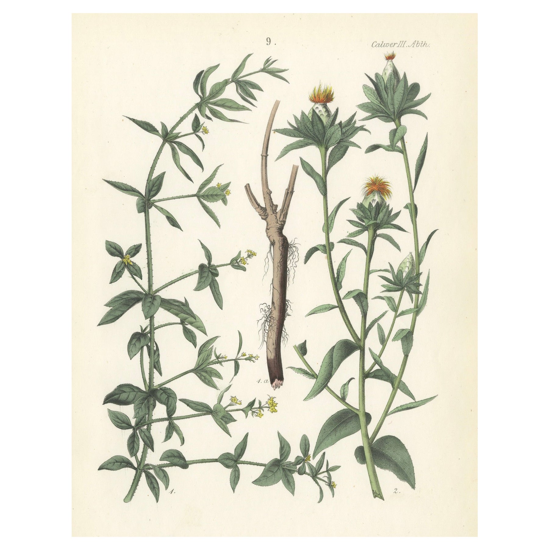 Hand-Colored Botanical Lithograph of Madder and Safflower, Calwer, 1854