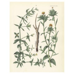 Hand-Colored Botanical Lithograph of Madder and Safflower, Calwer, 1854