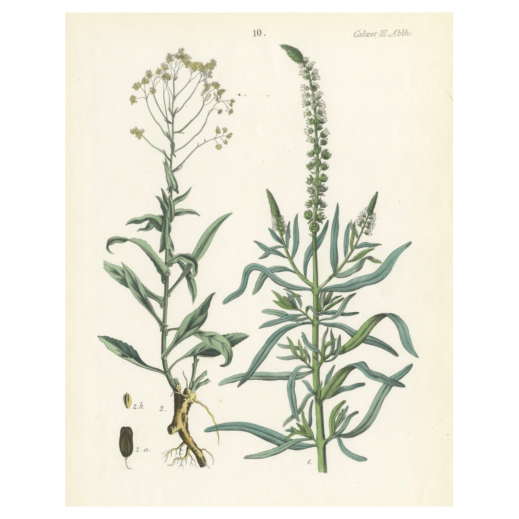 Handkolorierte botanische Lithographie eines Perlen- und weißen Gänseblümchenfußes, Calwer, 1854