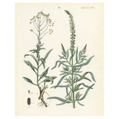Handkolorierte botanische Lithographie eines Perlen- und weißen Gänseblümchenfußes, Calwer, 1854