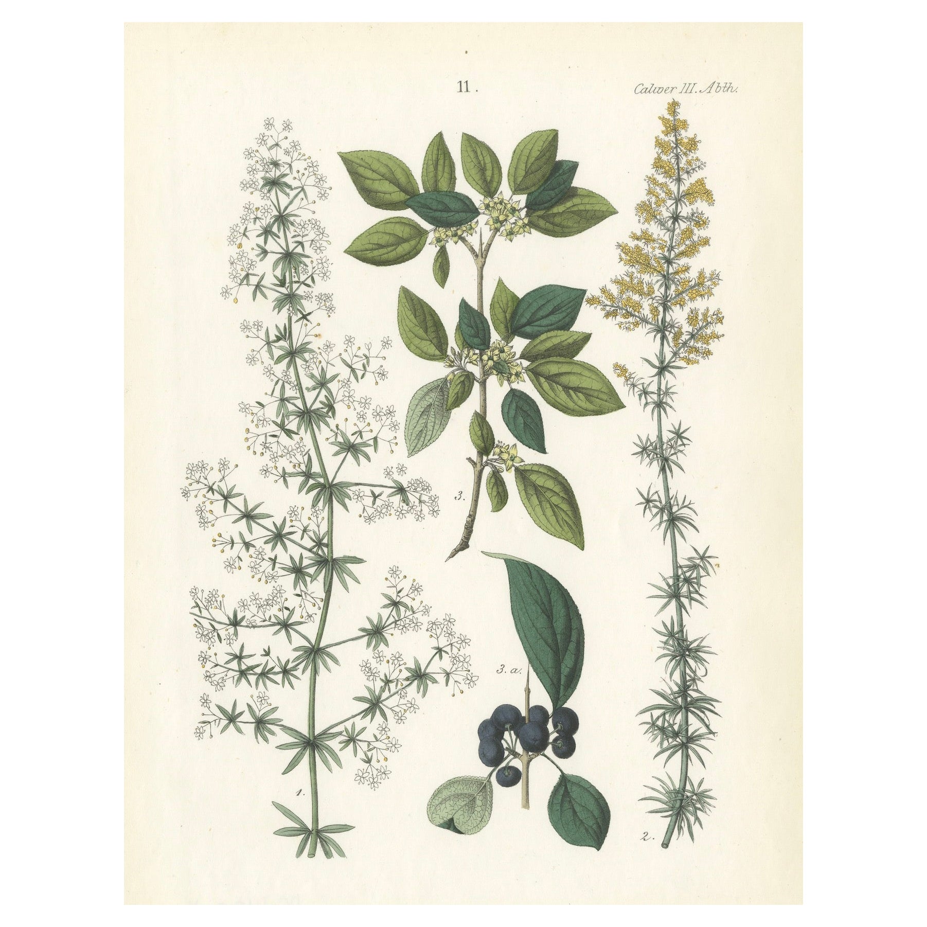 Hand-Colored Botanical Lithograph of Madder, Buckthorn, Cleavers, 1854