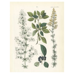 Hand-Colored Botanical Lithograph of Madder, Buckthorn, Cleavers, 1854