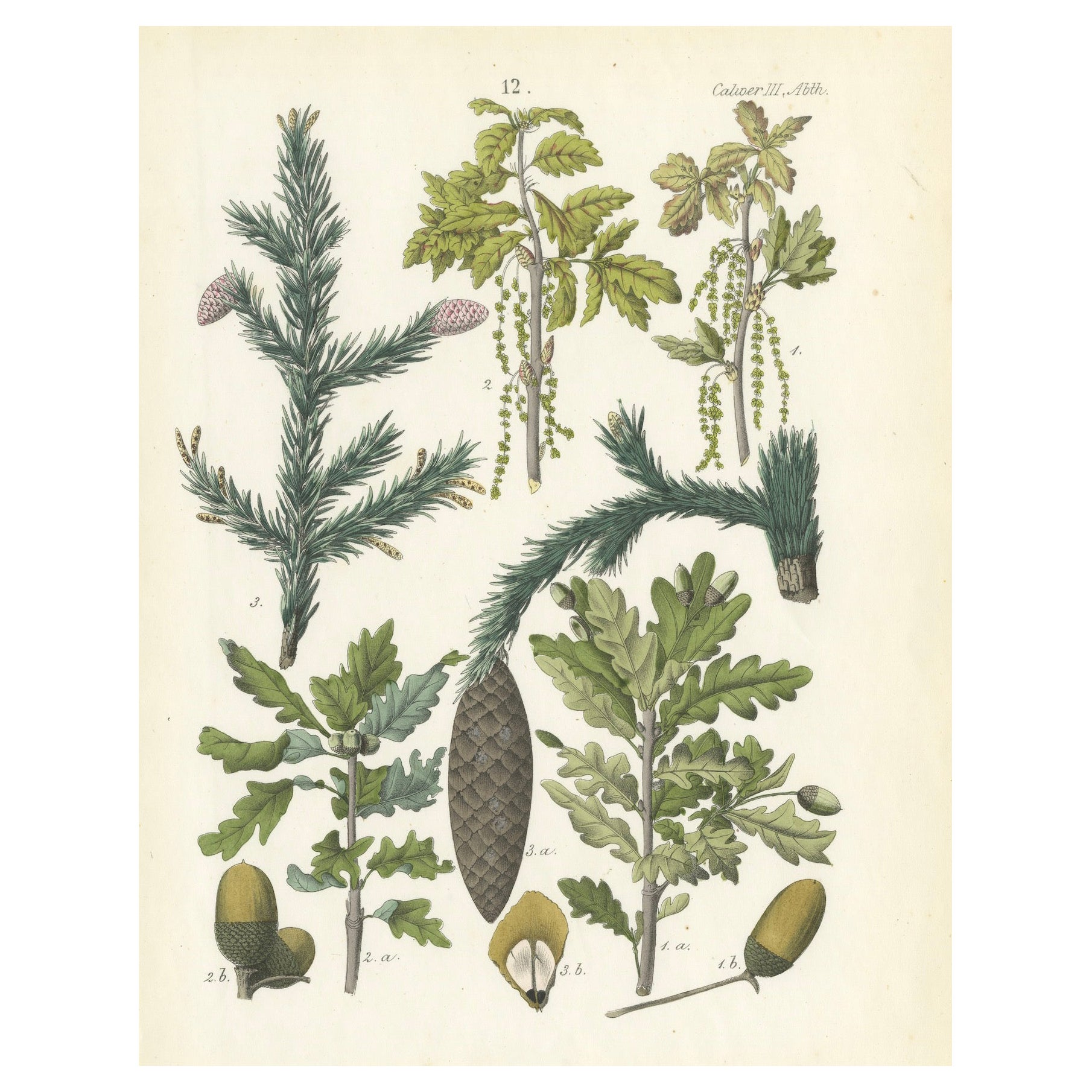 Handkolorierte botanische Lithographie von Spruce, Eiche und Currant, Calwer, 1854 im Angebot