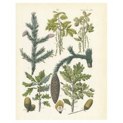 Handkolorierte botanische Lithographie von Spruce, Eiche und Currant, Calwer, 1854