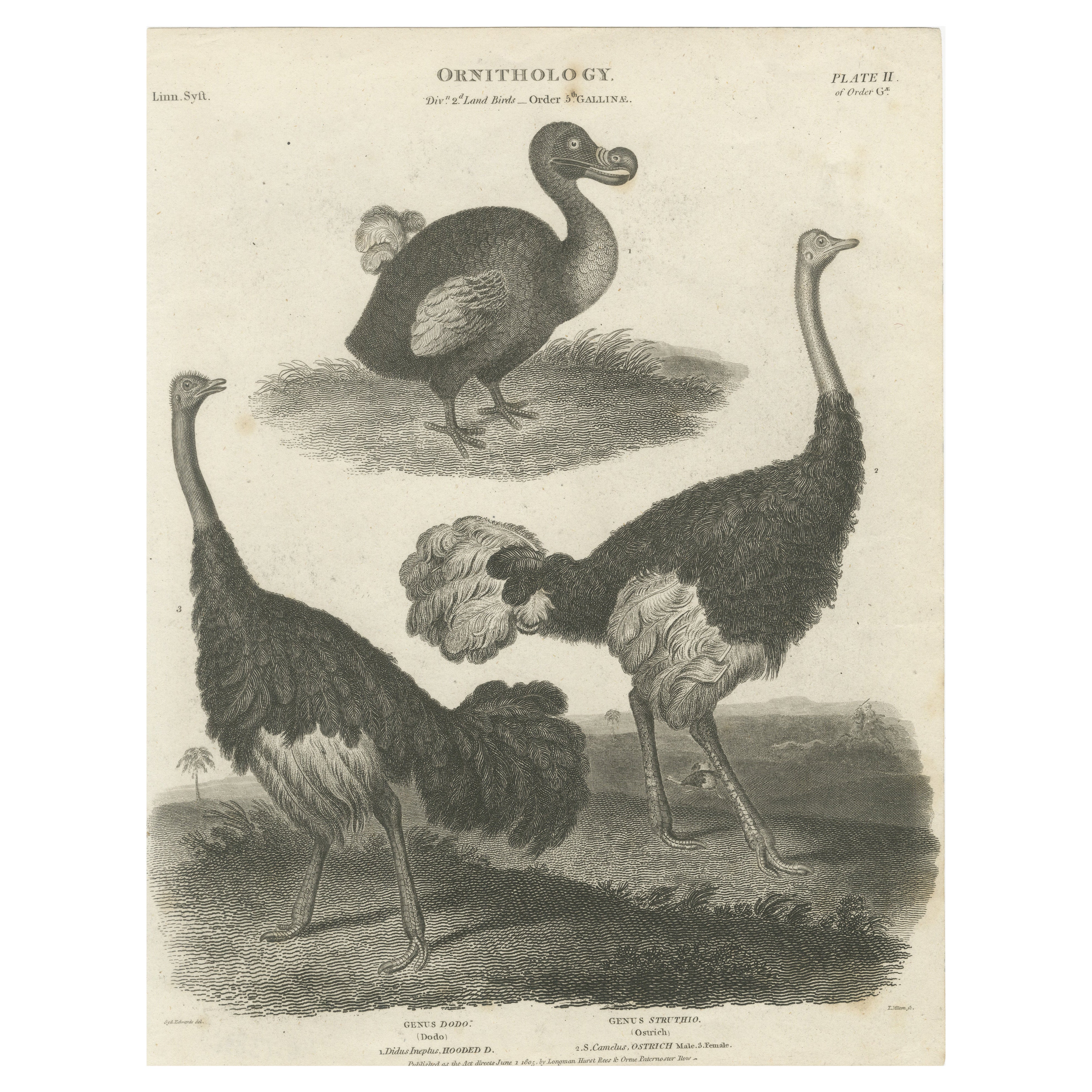 Rare Copperplate Engraving of the Extinct Dodo and an Ostrich, 1805