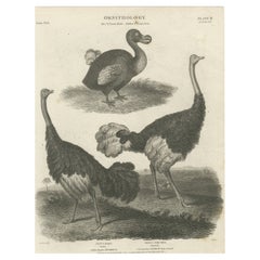 Seltene Kupferplattengravur des aussterbenden Dodo und einer Straußen, 1805