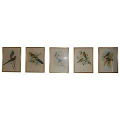 Five Engraving by John Gould, 19th Century 12