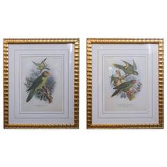 Pair of Chromolithograph of Lories by John Gerrard Keulemans, 19th Century