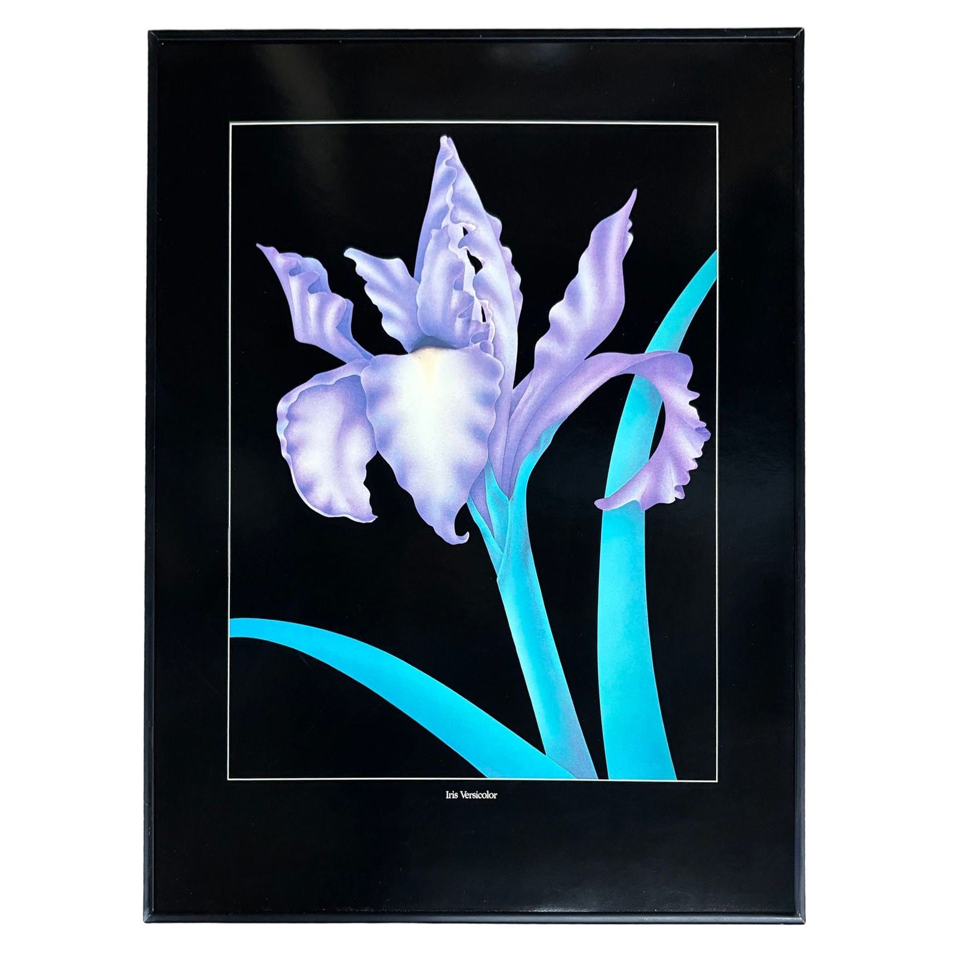 Quadro illustrativo degli anni '80 incorniciato "Iris Versicolor" con cornice nera
