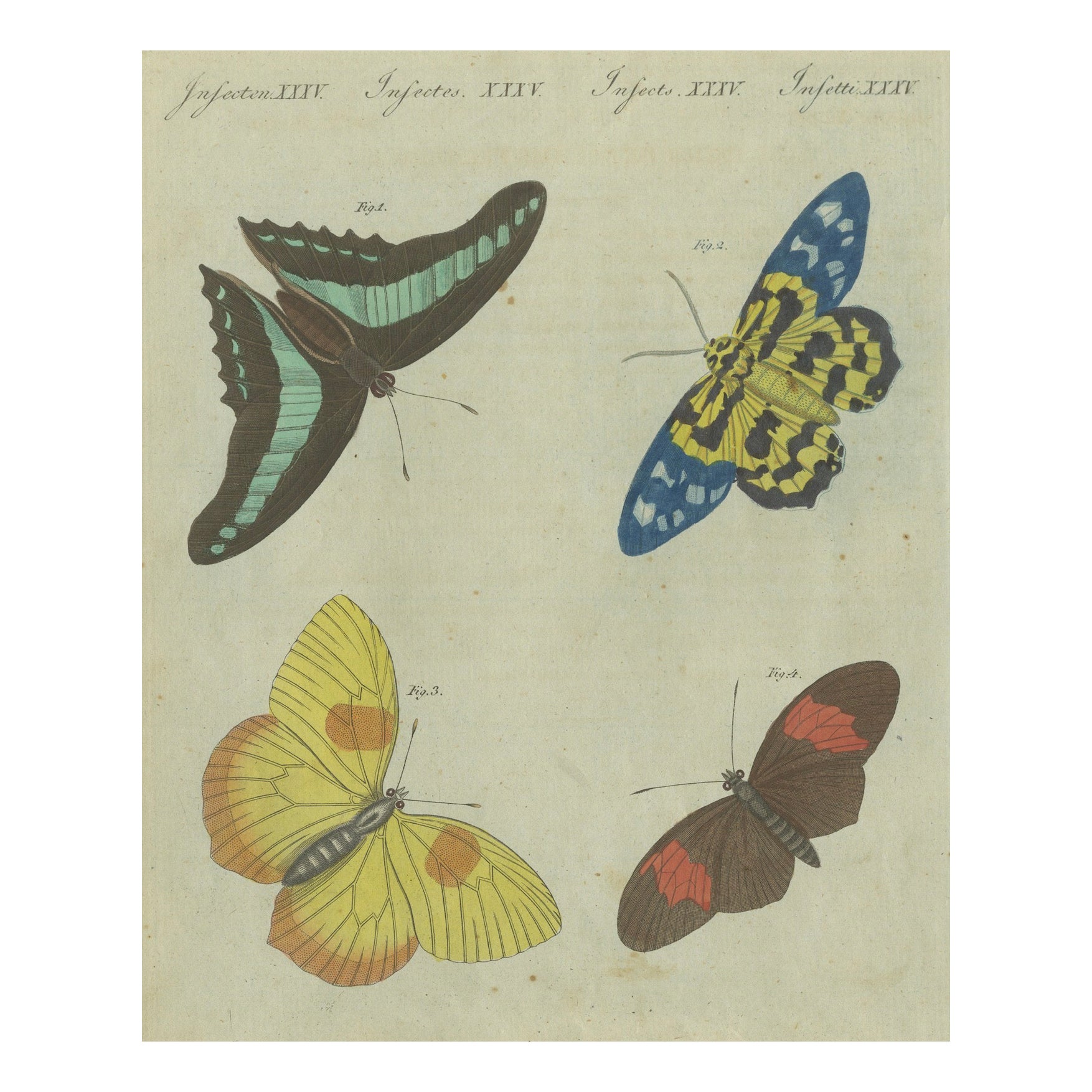 Exquisite Butterflies and Moths: Vibrant Hand-Colored 19th-Century Engraving