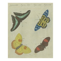 Exquisite Butterflies and Moths: Vibrant Hand-Colored 19th-Century Engraving