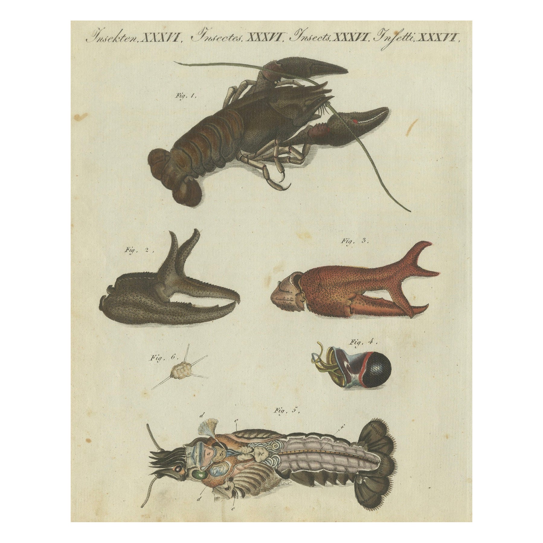 Fascinating Crustaceans and Marine Anatomy: Hand-Colored 19th-Century Engraving