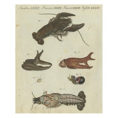 Fascinating Crustaceans and Marine Anatomy: Hand-Colored 19th-Century Engraving