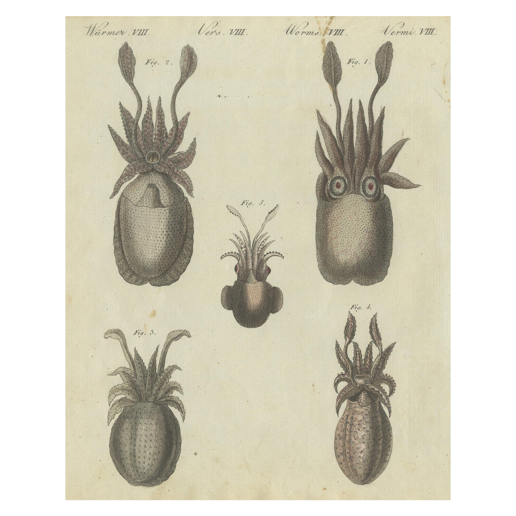 Intrincadas representaciones de la vida marina: grabado en cobre coloreado a mano, 1805