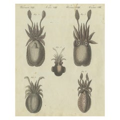 Intrincadas representaciones de la vida marina: grabado en cobre coloreado a mano, 1805
