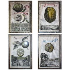 Set of Four Early Botanical Prints By Johann Volckamer