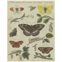 Exquisite Darstellung von Schmetterlingen und Katzenpilzen: Eine handkolorierte Gravur