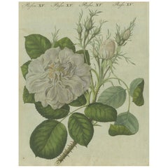 Timeless Elegance: Hand-Colored White Rose Botanical Engraving from 1805