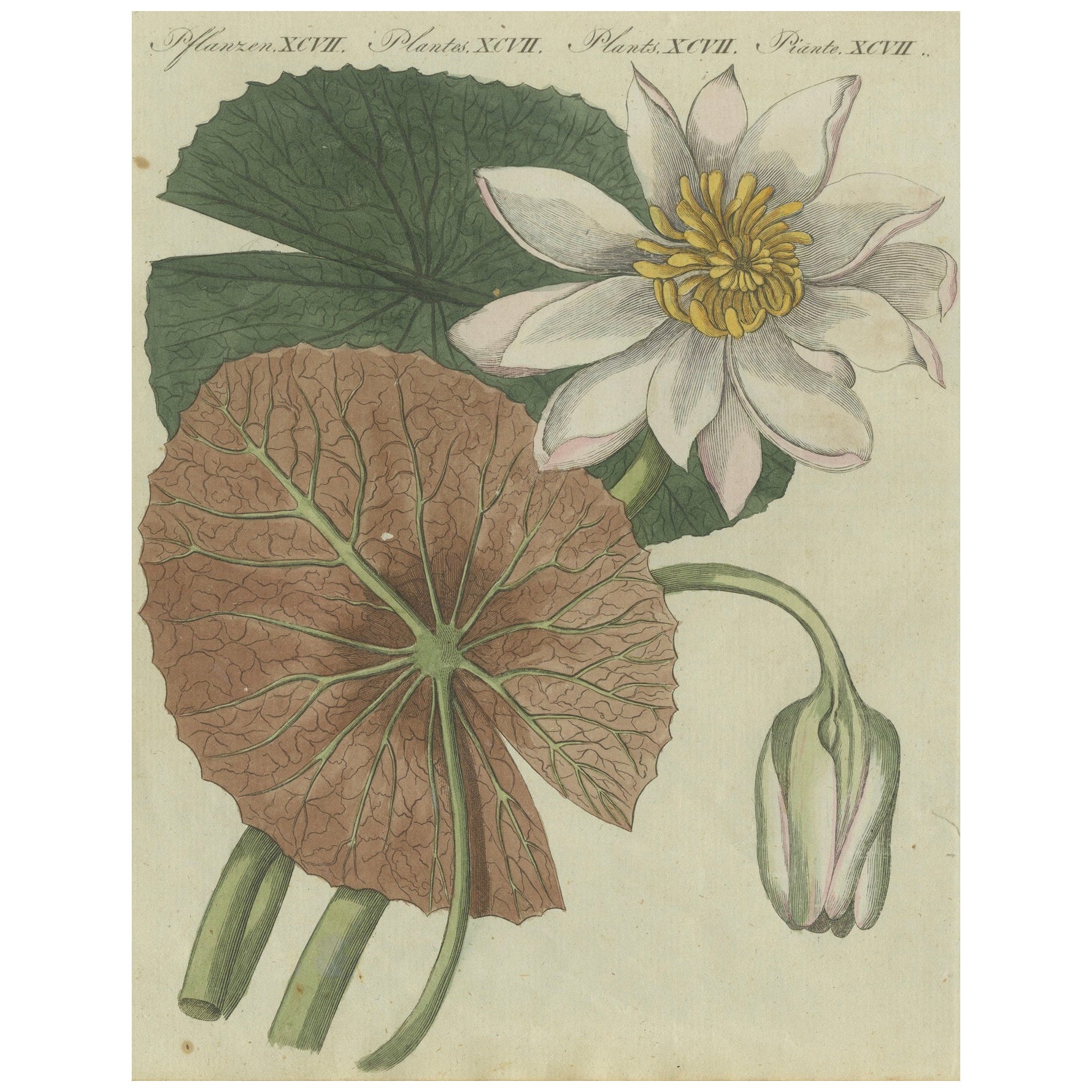 Elegante ilustración de un nenúfar: Grabado coloreado a mano de Bertuch, 1805