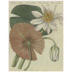 Elegante Wasserlilien-Illustration: Handkolorierte Gravur von Bertuch aus Bertuch, 1805