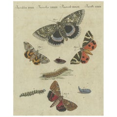 Vivid Lepidoptera: Hand-Colored 18th-Century Butterfly and Moth Studies