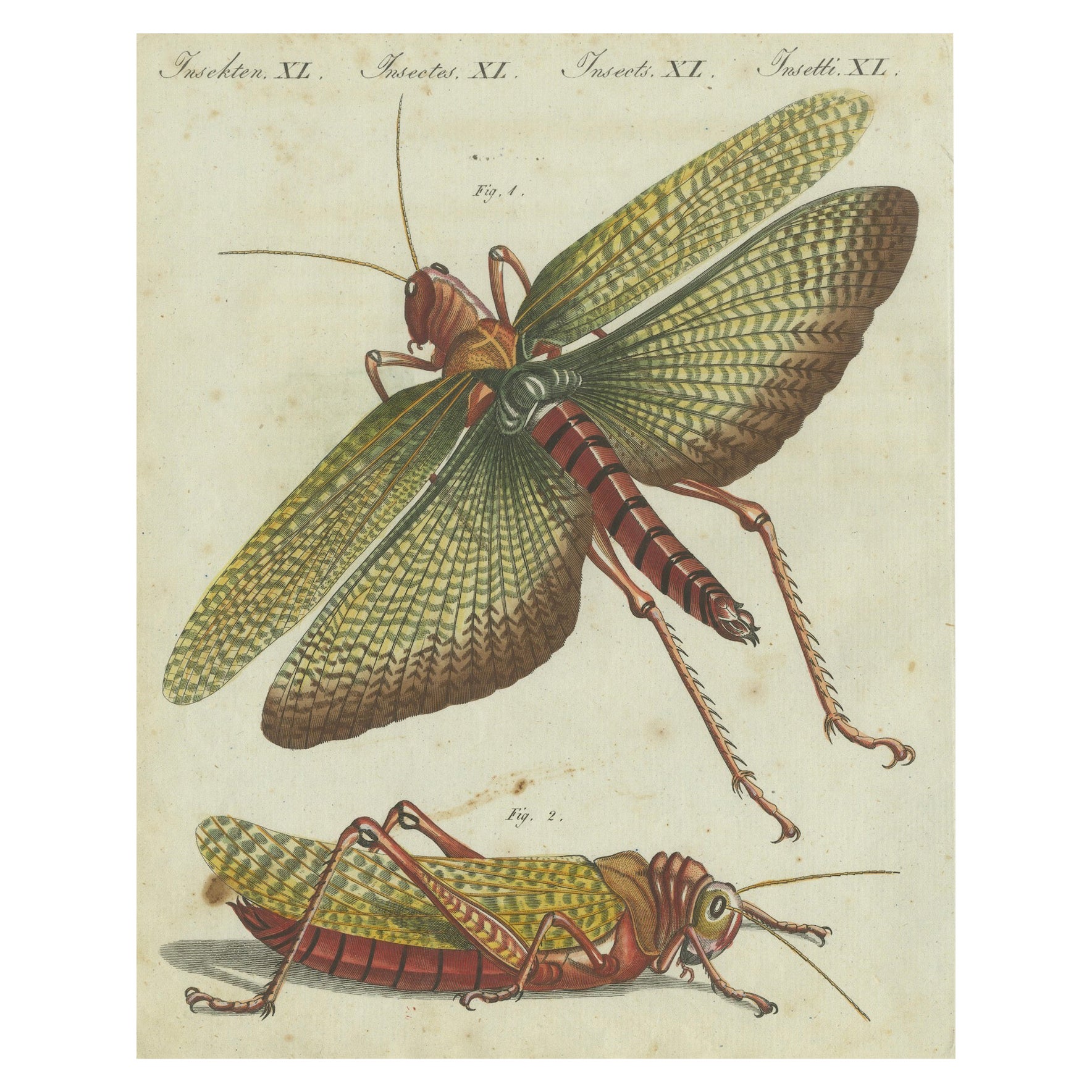 Vivid Grasshopper Study: Handcolored Engraving from Bertuch's Bilderbuch, 1805