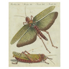 Vivid Grasshopper Study: Handcolored Engraving from Bertuch's Bilderbuch, 1805