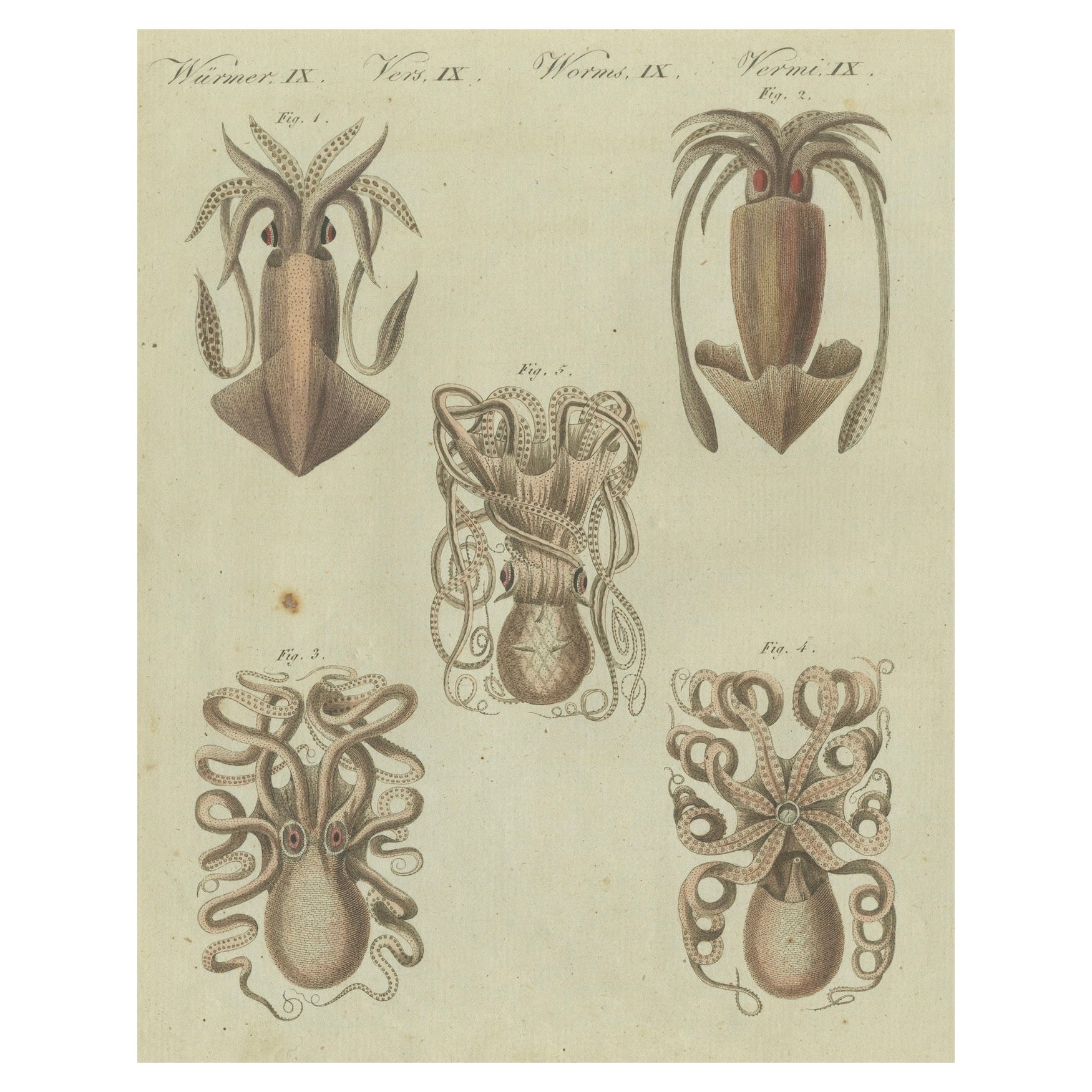 Cefalopodi intricati dalle Incisioni di Storia Naturale di Bertuch, 1805