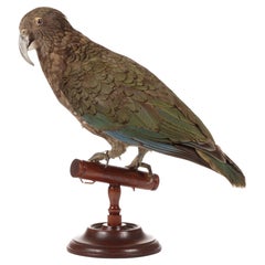 Un'antica Kea tassidermica (Nestor notabilis)