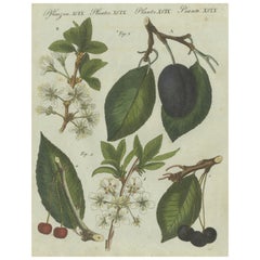botanische Studie von Pflaumen- und Kirschblütenblüten und Früchten, handkoloriert 1805