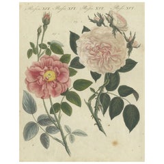 Exquisite Botanical Engraving of Pink Roses, Copperplate Engraving, 1805