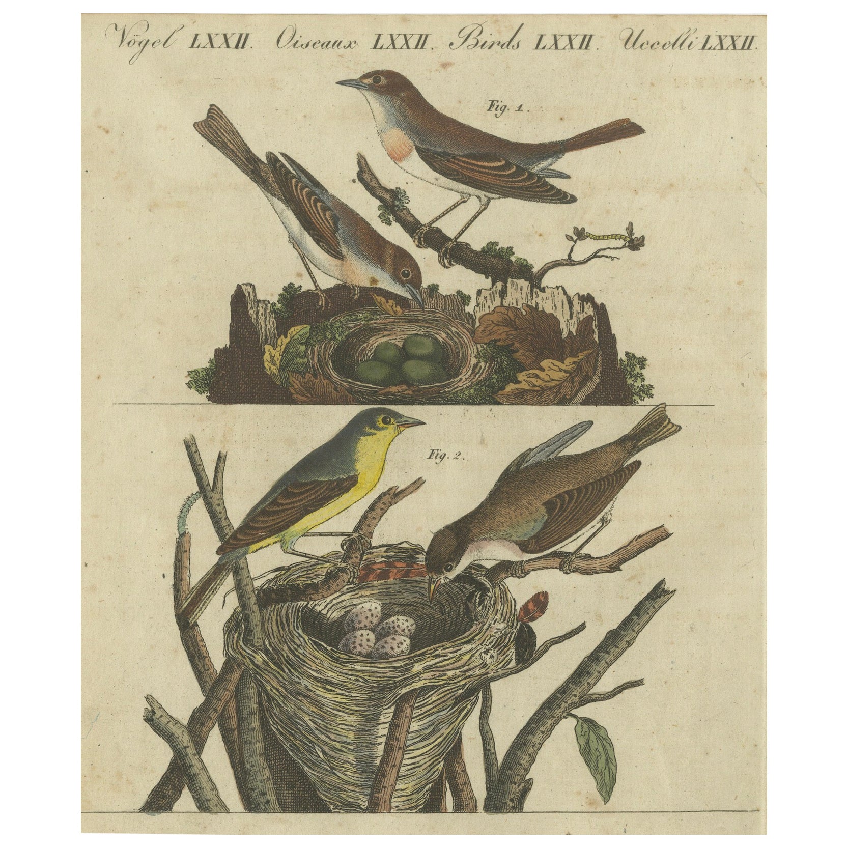 Ruiseñor común y mosquitero con nido y huevos, 1805 Grabado de Bertuch
