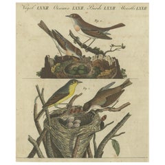 Ruiseñor común y mosquitero con nido y huevos, 1805 Grabado de Bertuch