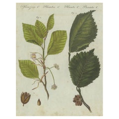 Buchen- und Ulmenblätter, Blumen und Übertöpfe: Eine atemberaubende botanische Gravur aus dem Jahr 1805