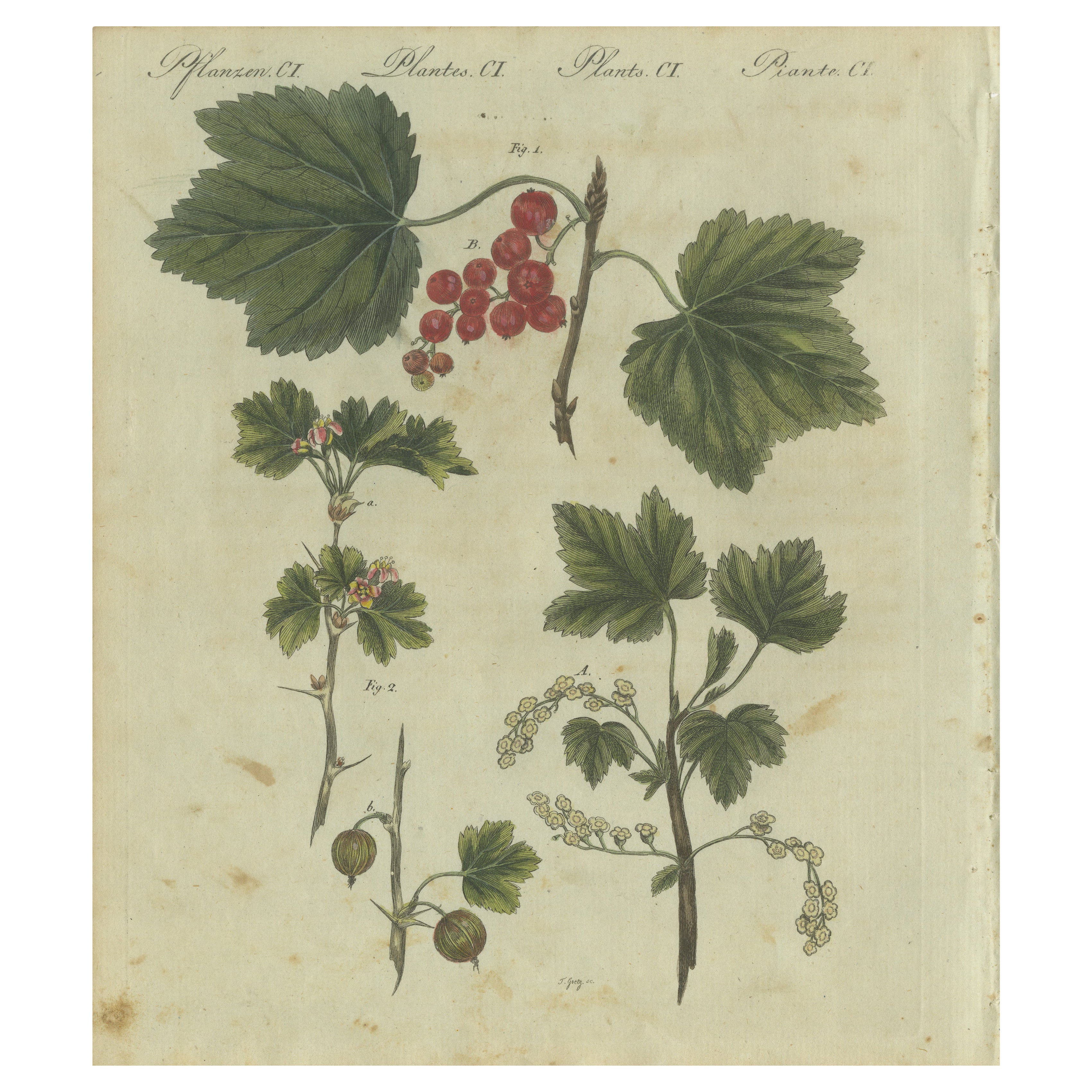 Groseilles à grappes et groseilles à maquereau d'un rouge vif : L'Elegance botanique de l'œuvre de Bertuch de 1805